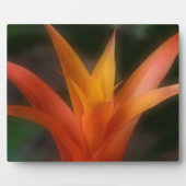 Ggloeiend Bromeliad Plaque Fotoplaat (Voorkant)