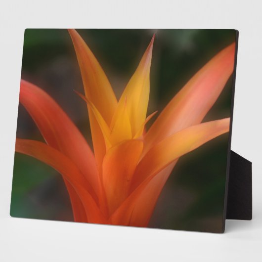 Ggloeiend Bromeliad Plaque Fotoplaat (Zijkant)