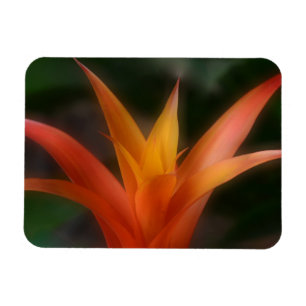 Ggloeiende Bromeliad Magnet Magneet