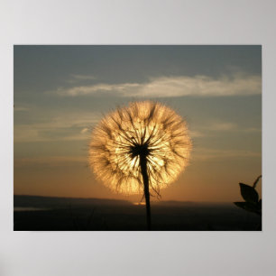 Ggloeiende Dandelion Poster