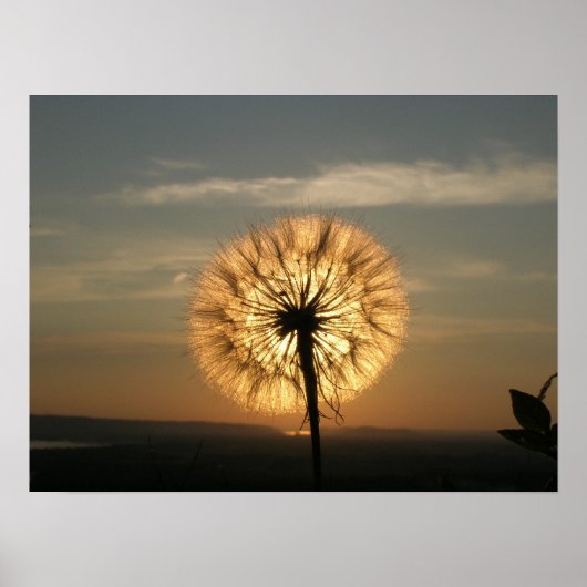 Ggloeiende Dandelion Poster (Voorkant)