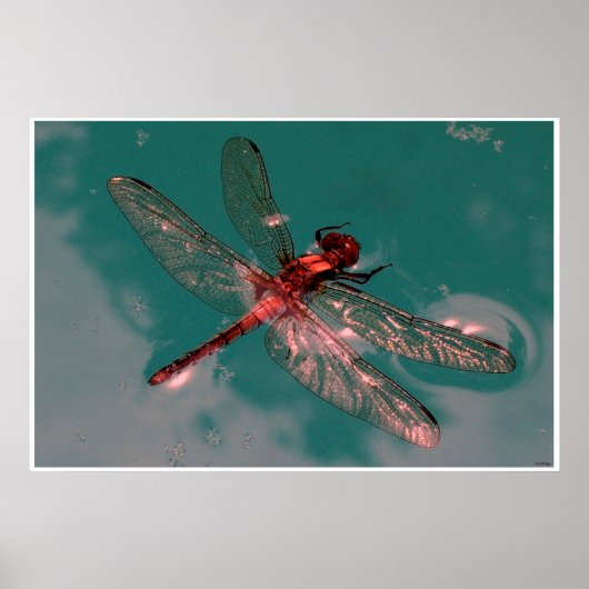 Ggloeiende Dragonfly Poster (Voorkant)