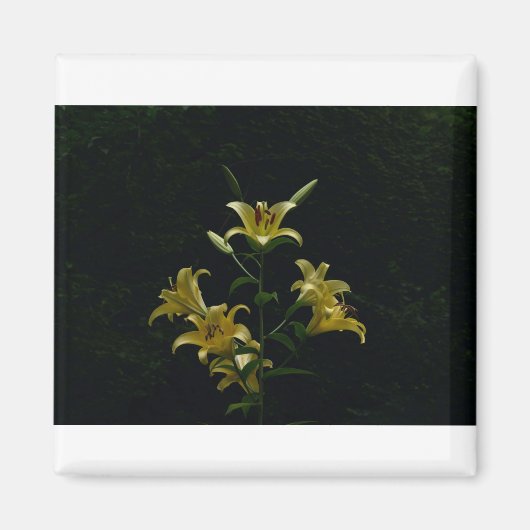 Ggloeiende Gele Dagbladen, Tom Wurl Magneet (Voorkant)