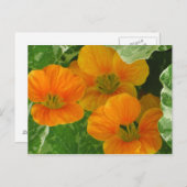 Ggloeiende Nasturtia Briefkaart (Voorkant / Achterkant)