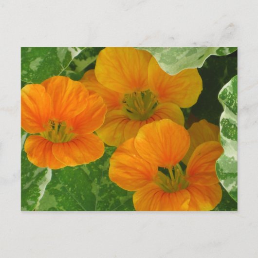 Ggloeiende Nasturtia Briefkaart (Voorkant)