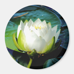 Ggloeiende witte Lotus Magneet