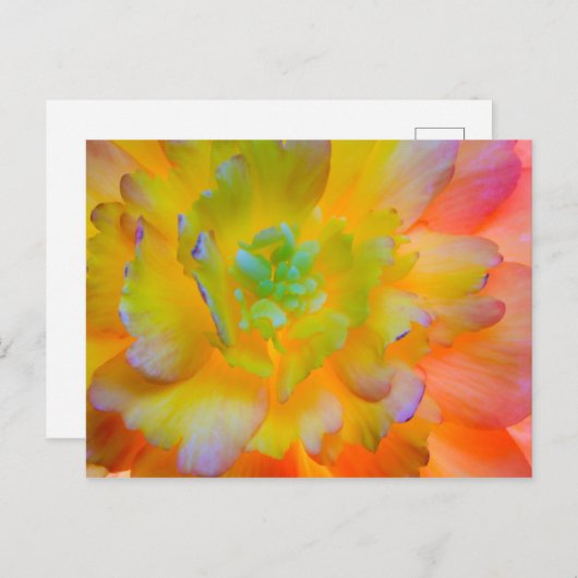 Ggloing Begonia Blossom | Seabeck, WA Briefkaart (Voorkant / Achterkant)