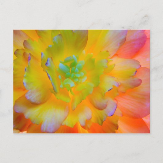 Ggloing Begonia Blossom | Seabeck, WA Briefkaart (Voorkant)