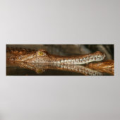 Gharial Poster (Voorkant)