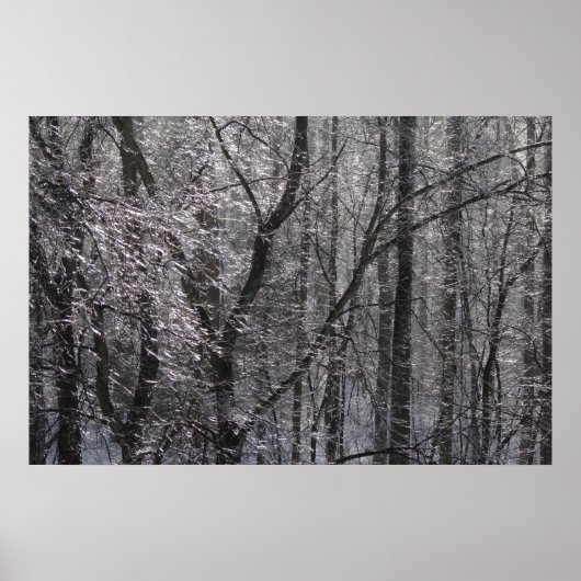 Ghear Icy Forest in Morning Light I Poster (Voorkant)