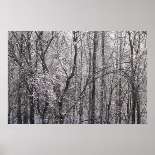Ghear Icy Forest in Morning Light II Poster (Voorkant)