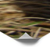 Ghear Inkcap paddenstoel Poster (Hoek)