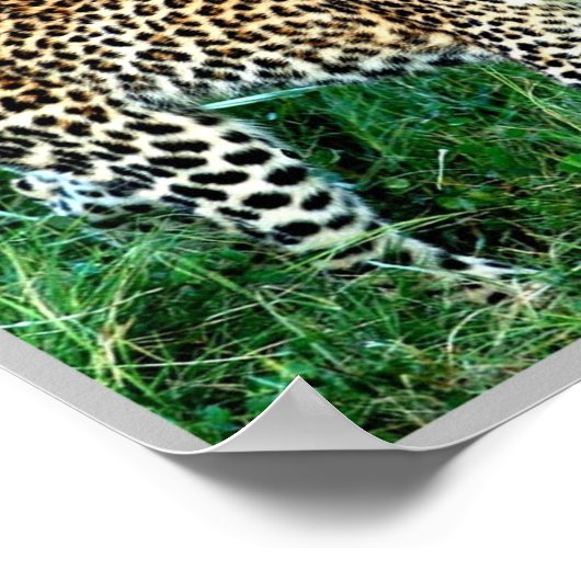 GHEPARD Okavango Delta - Poster (Hoek)