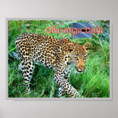 GHEPARD Okavango Delta - Poster (Voorkant)