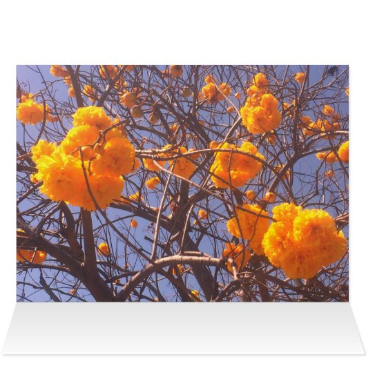 Ghimpapan Tree en Nagas, Chiang Mai (Binnen Horizontaal (Boven))