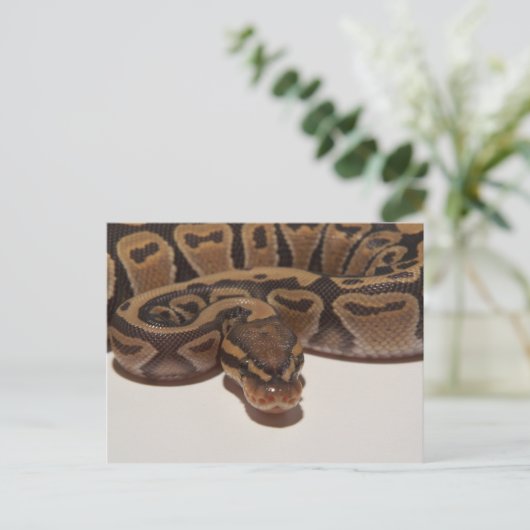 Ghost Ball Python Briefkaart (Staand voorkant)