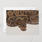 Ghost Ball Python Briefkaart (Voorkant / Achterkant)