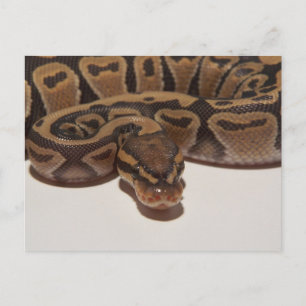 Ghost Ball Python Briefkaart