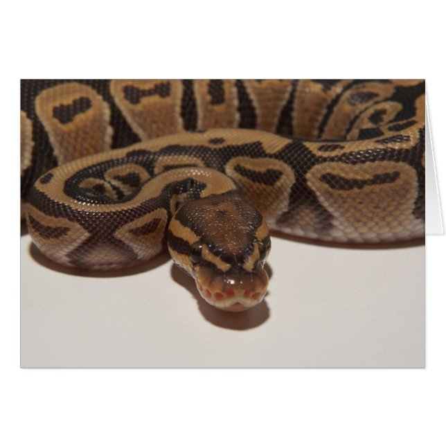 Ghost Ball Python-kaart (Voorkant Horizontaal)