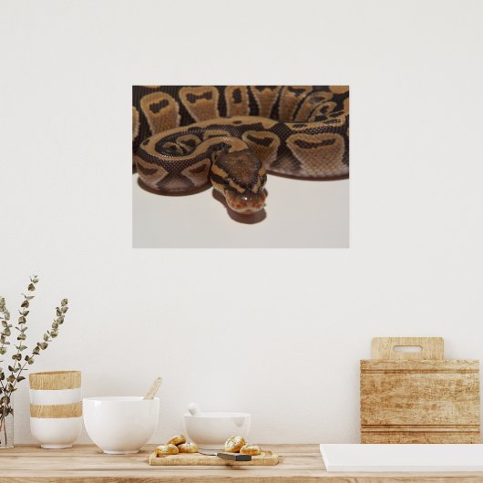 Ghost Ball Python Poster (Keuken)