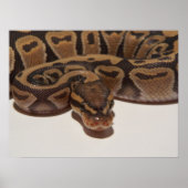 Ghost Ball Python Poster (Voorkant)