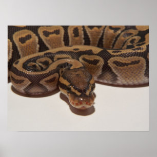 Ghost Ball Python Poster