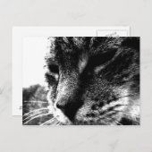 Ghost Cat Briefkaart (Voorkant / Achterkant)