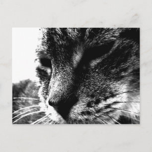 Ghost Cat Briefkaart