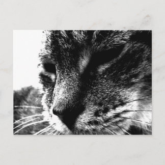 Ghost Cat Briefkaart