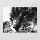 Ghost Cat Briefkaart (Voorkant)