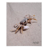 Ghost Crab Foto Afdruk (Voorkant)