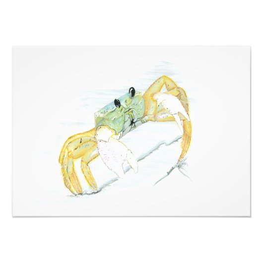 Ghost Crab  Foto Afdruk (Voorkant)