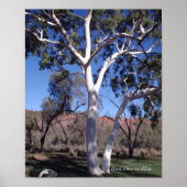 Ghost Gum in Alice Poster (Voorkant)