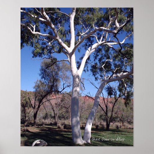 Ghost Gum in Alice Poster (Voorkant)
