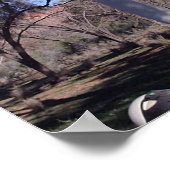 Ghost Gum in Alice Poster (Hoek)