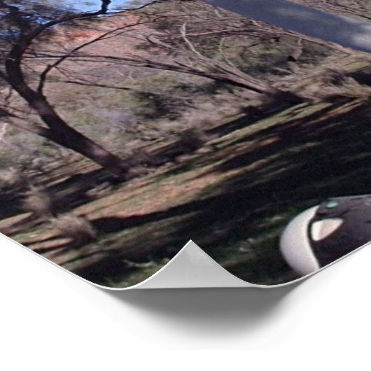 Ghost Gum in Alice Poster (Hoek)