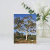 Ghost gum tree, Outback Australia Briefkaart (Staand voorkant)