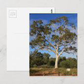 Ghost gum tree, Outback Australia Briefkaart (Voorkant / Achterkant)
