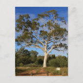 Ghost gum tree, Outback Australia Briefkaart (Voorkant)
