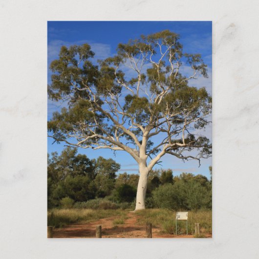 Ghost gum tree, Outback Australia Briefkaart (Voorkant)