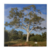 Ghost gum tree, Outback Australia Tegeltje (Voorkant)