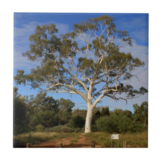 Ghost gum tree, Outback Australia Tegeltje (Voorkant)