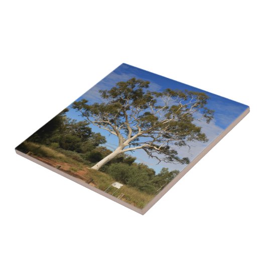 Ghost gum tree, Outback Australia Tegeltje (Zijkant)