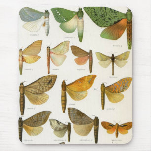 Ghost Moths Muismat