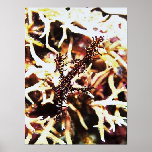 Ghost Pipefish of Komodo Poster (Voorkant)