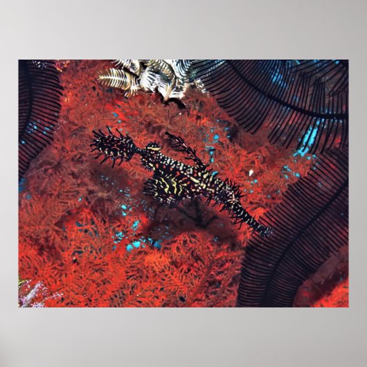  Ghost Pipefish Poster (Voorkant)