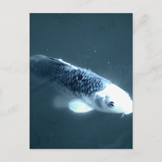 "Ghost" vis Briefkaart (Voorkant)