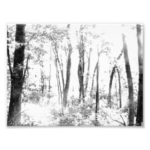 Ghosted Forest Foto Afdruk