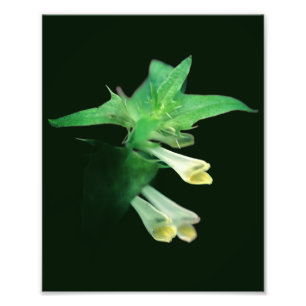 Ghostly White Woodland Wildflower Close Up 8x10 Foto Afdruk