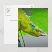 Giant 3 Horned Chameleon Briefkaart (Voorkant / Achterkant)
